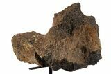 Fossil Triceratops Vertebra Section w/ Metal Stand - South Dakota #339962-2